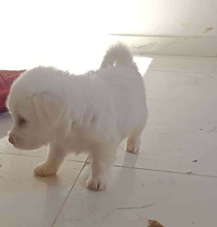 دبدوب