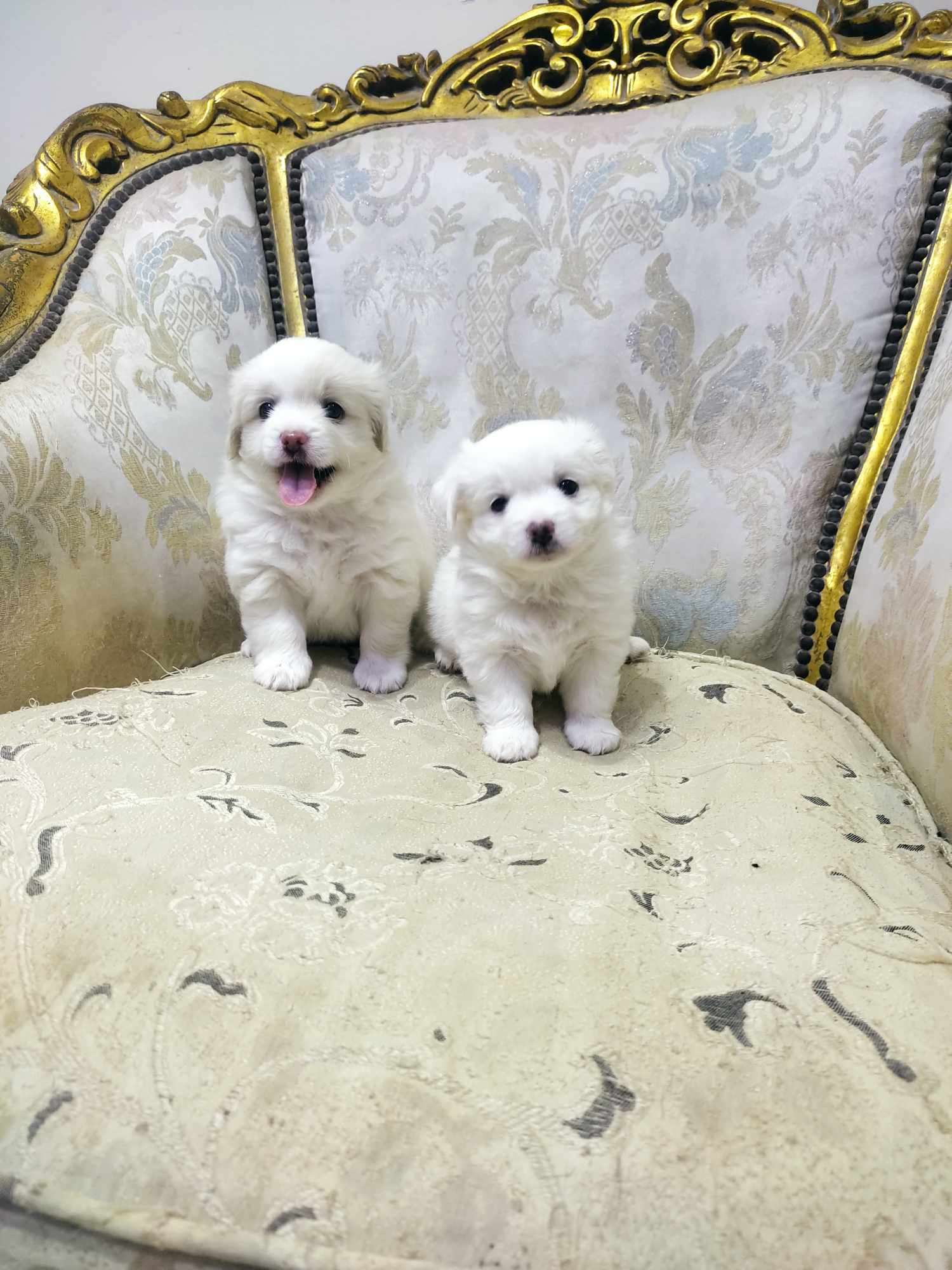 دبدوب
