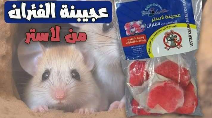 عجينه الفئران