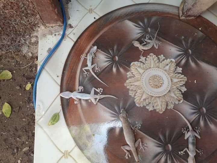 رش الابراص