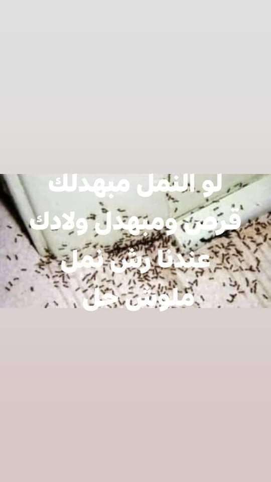 مبيد النمل والصراصير
