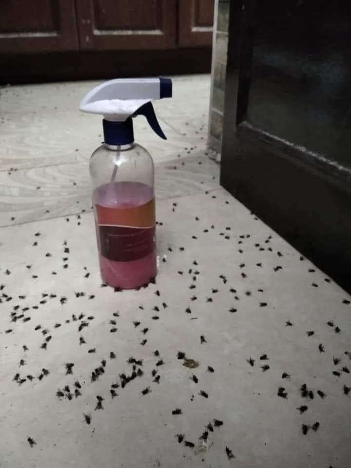 مبيد الذباب والهاموش
