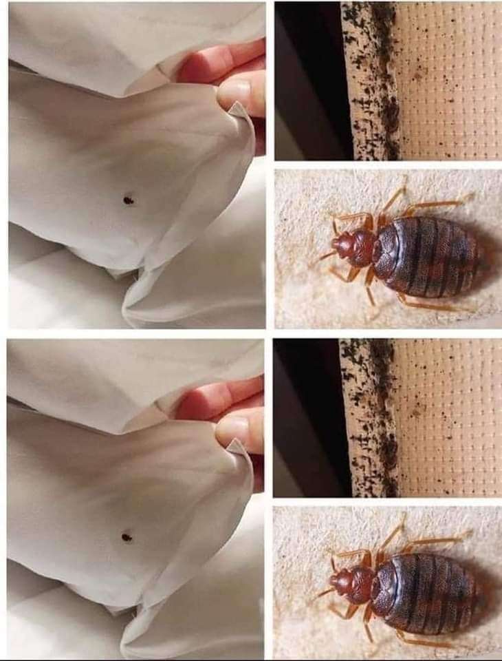 مبيد البق من لاستر