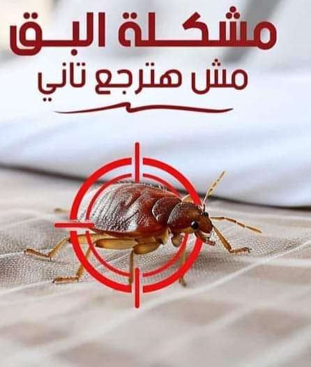 رش البق