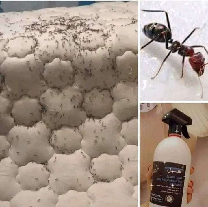 مبيد النمل