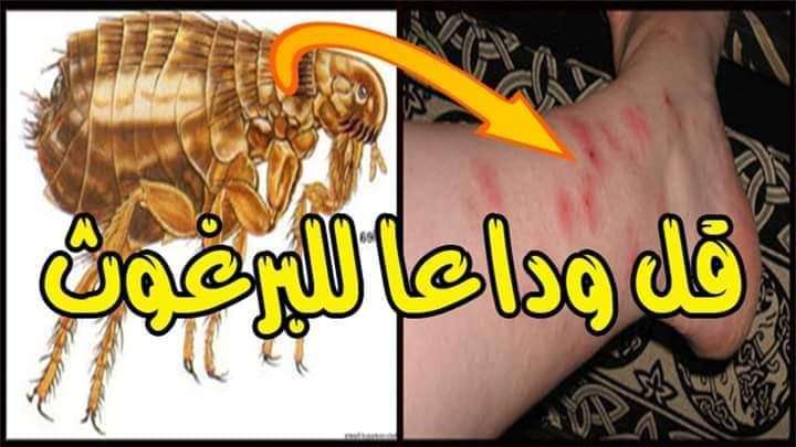 مبيد البراغيث من شركة مكه الفندقيه