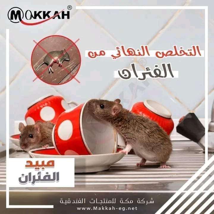 عجينة للفئران