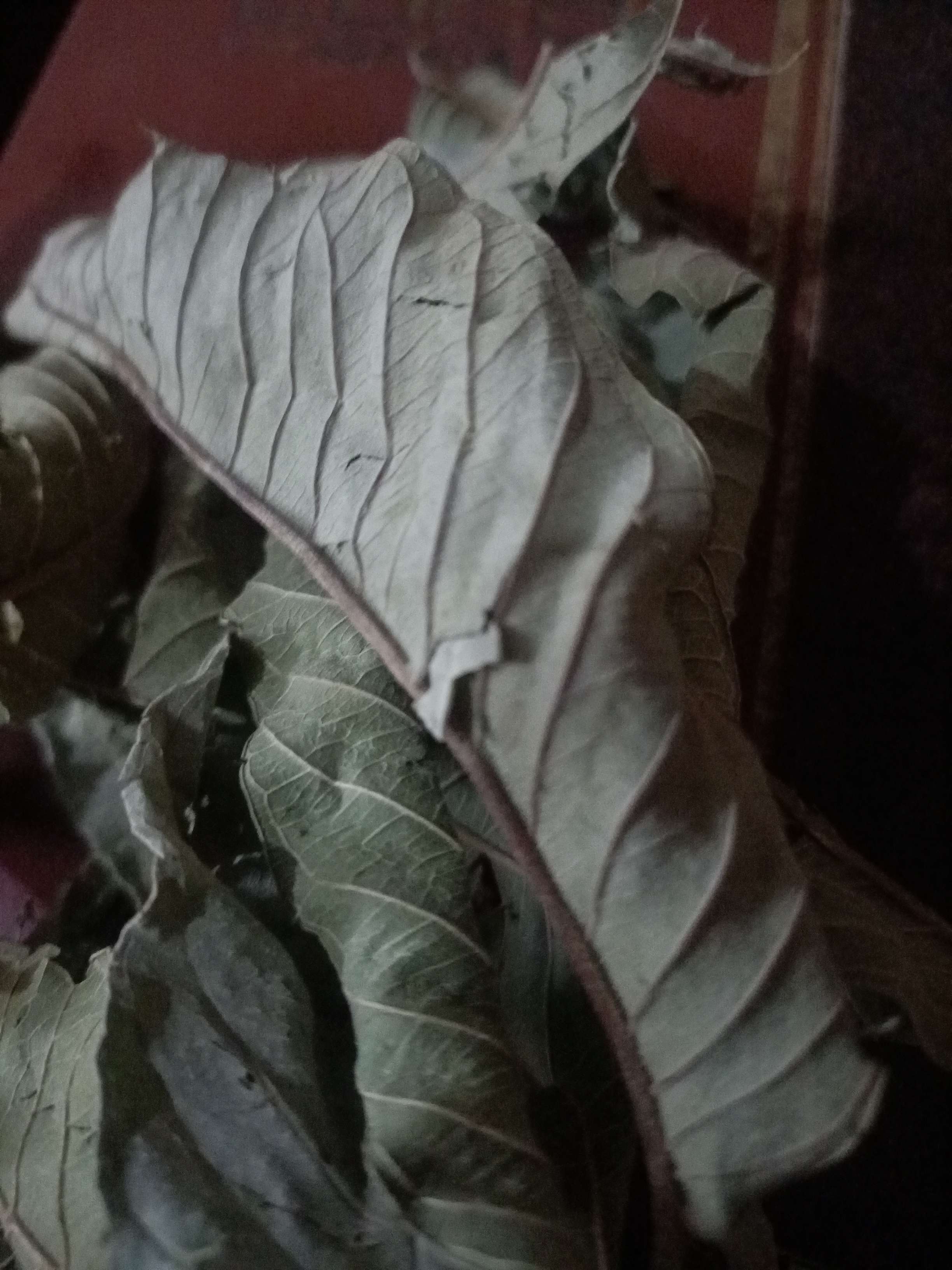 ورق جوافه