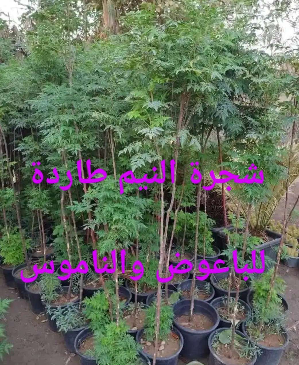 شجرة النيم.. | سيزما