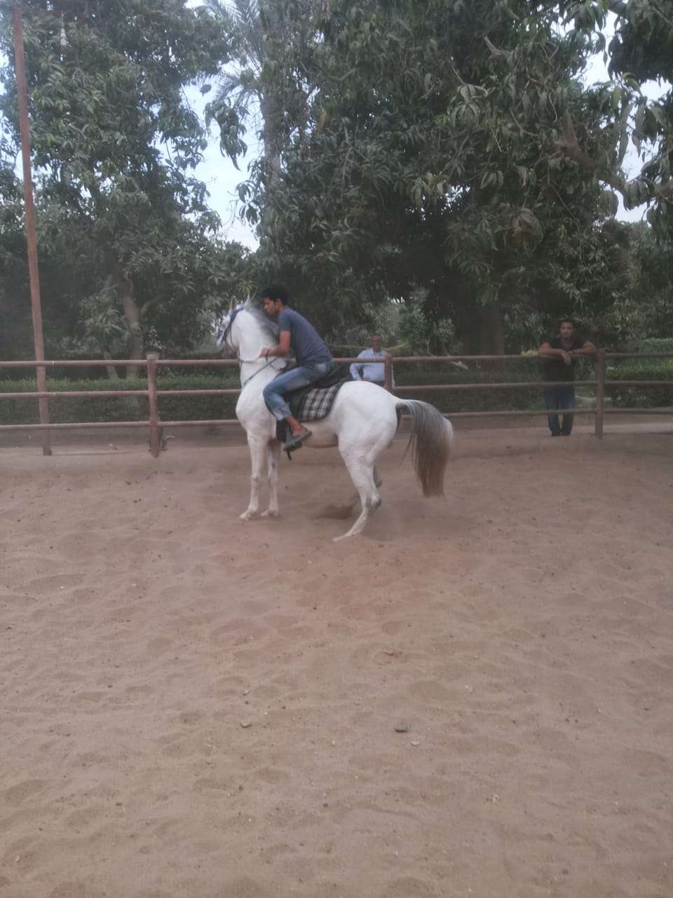 خيول عربيه