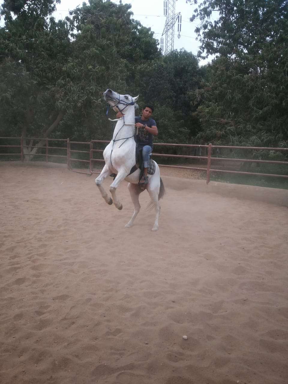 خيول عربيه
