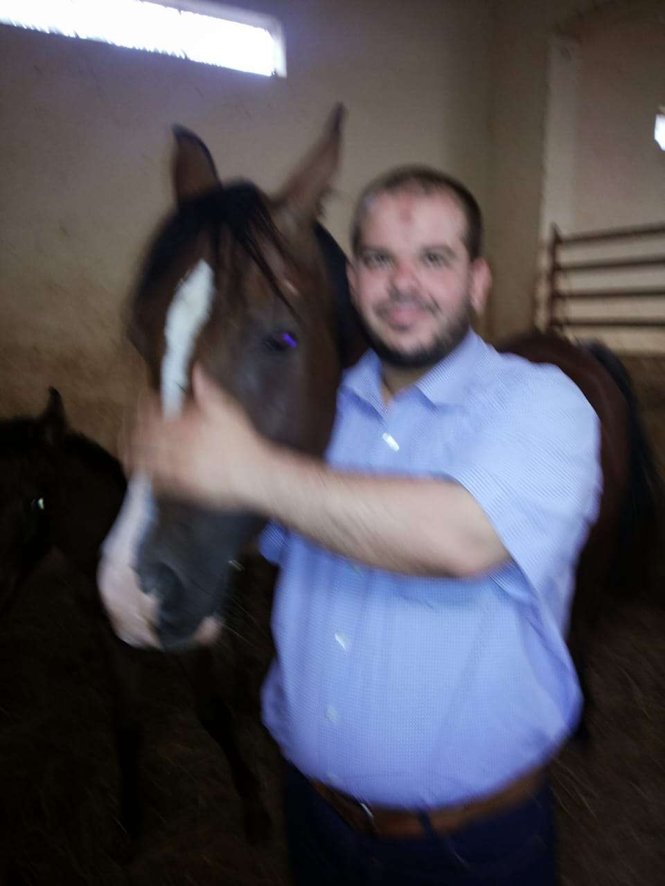 خيول عربيه