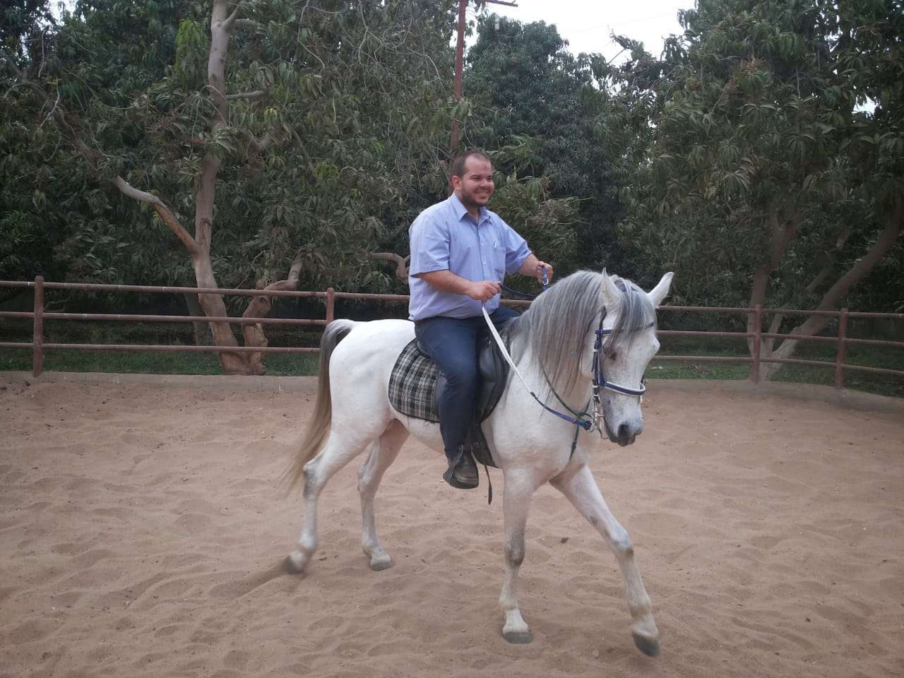 خيول عربيه