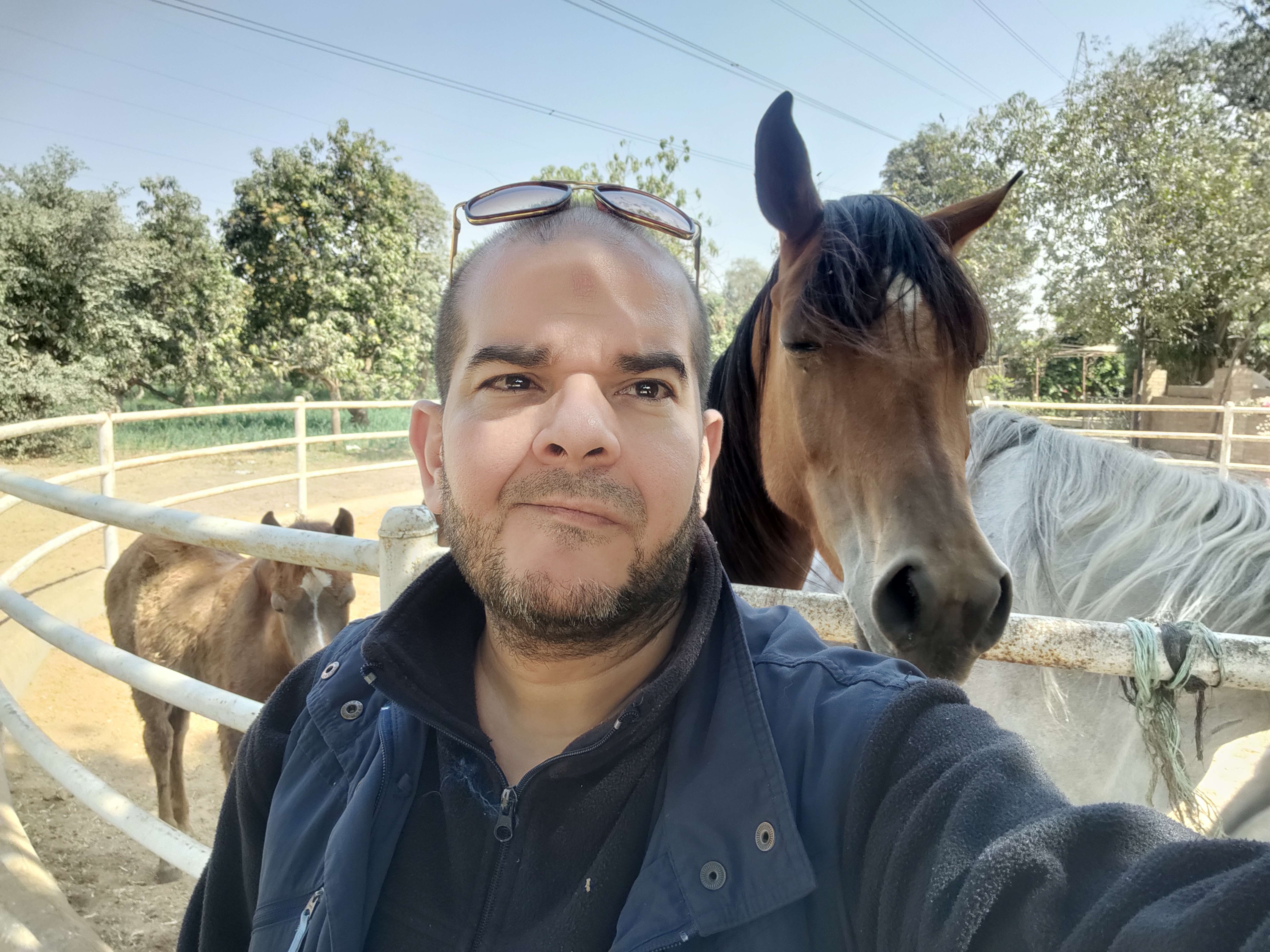 خيول عربيه