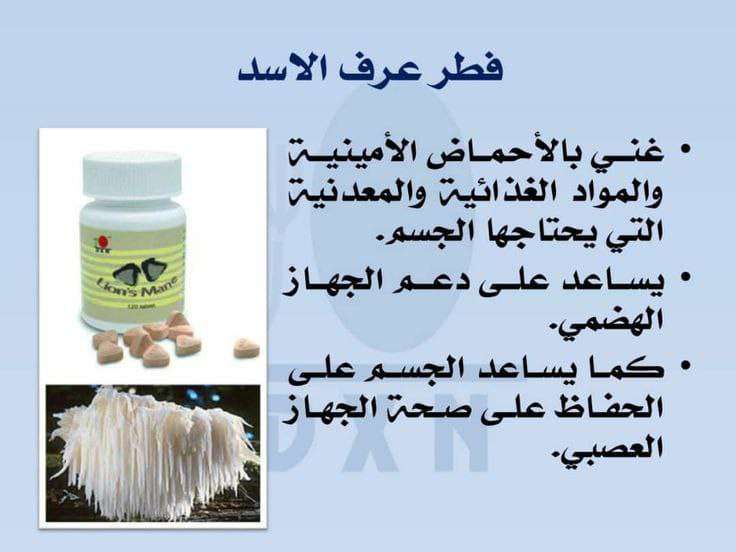فطر عرف الاسد