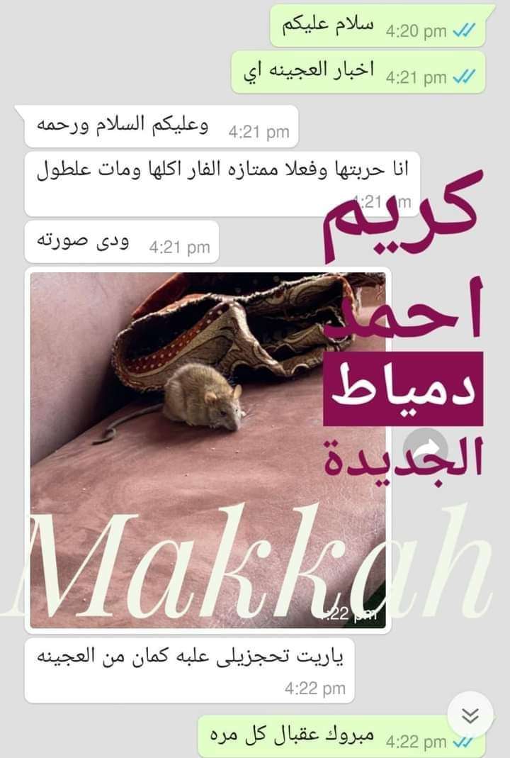عجينة الفئران من مكة