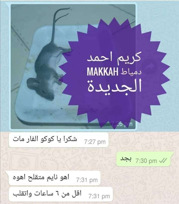 عجينة الفئران من مكة
