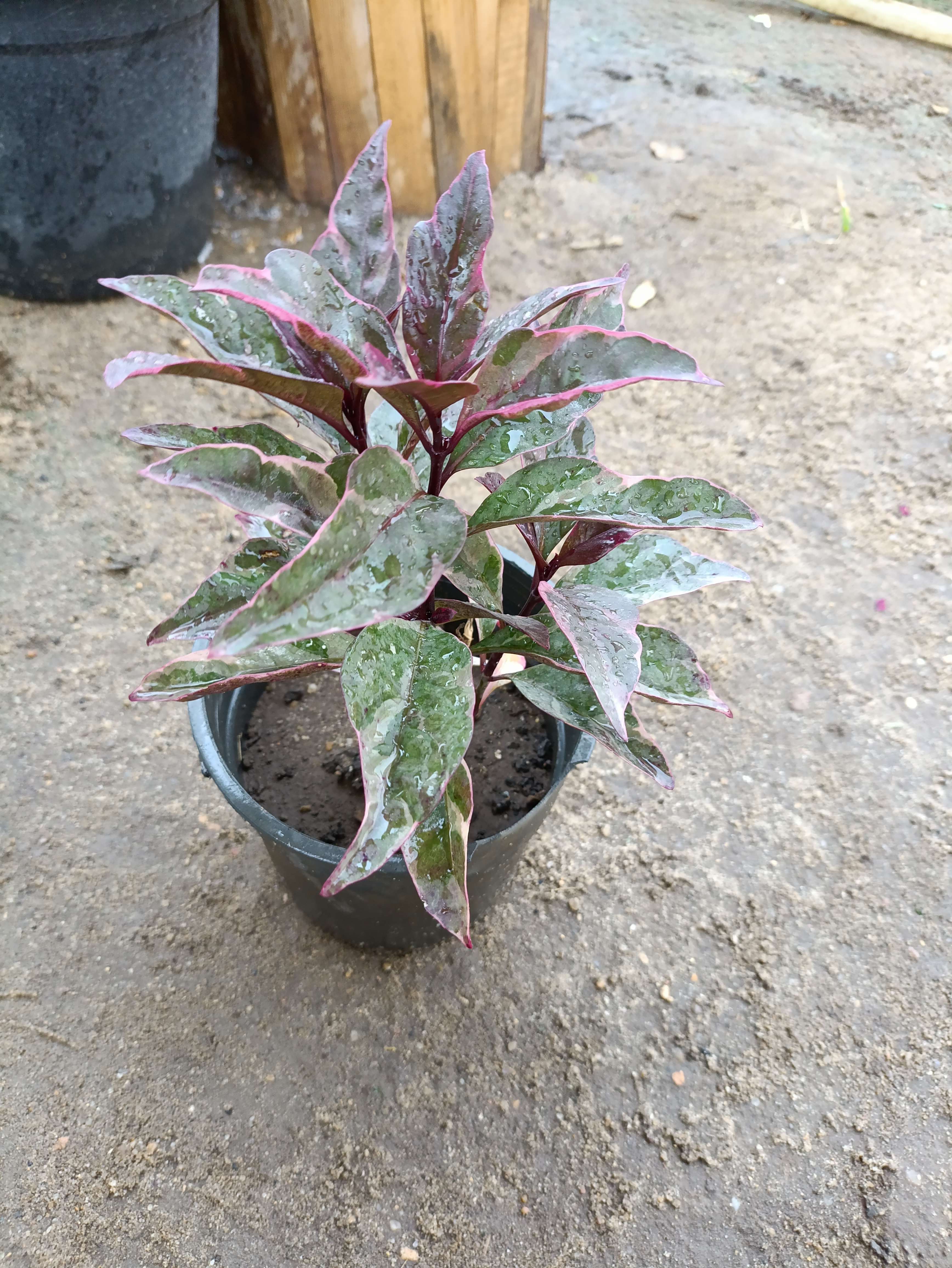 ريحان احمر