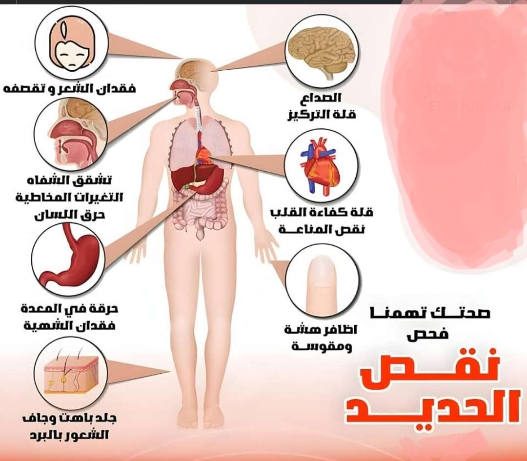 تحاليل نقص نسبة الحديد بالدم Ferritin, CBC, iron