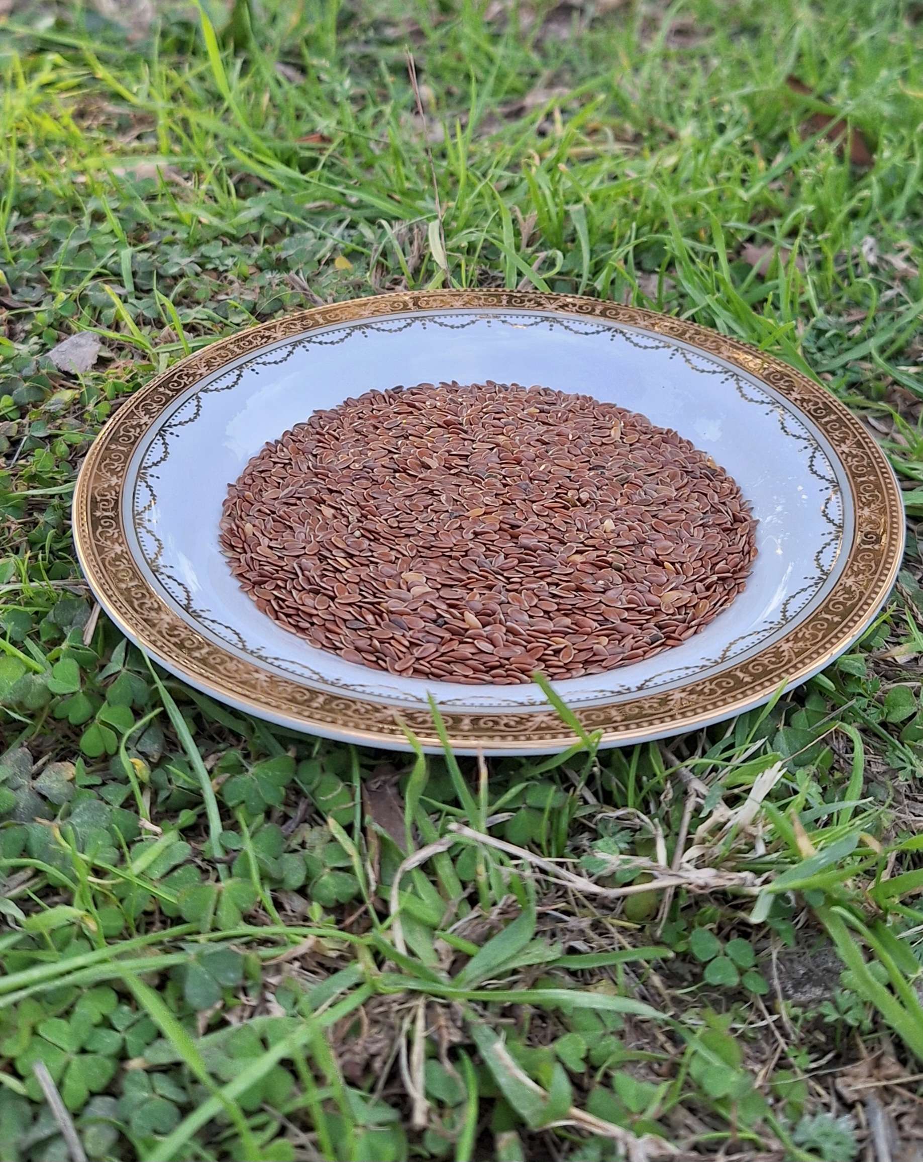بذور كتان