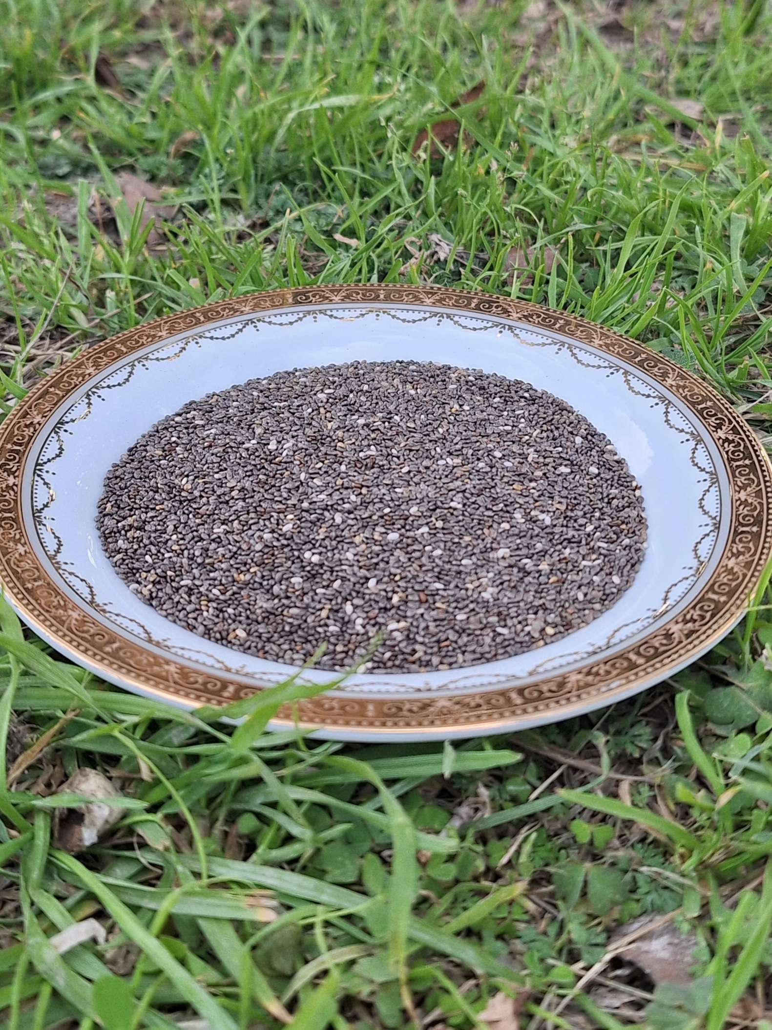 بذور الشيا