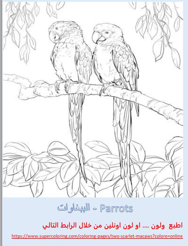 4-كتاب تلوين عصري للأطفال ( الطيور)