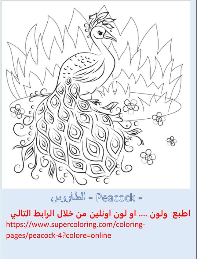 4-كتاب تلوين عصري للأطفال ( الطيور)