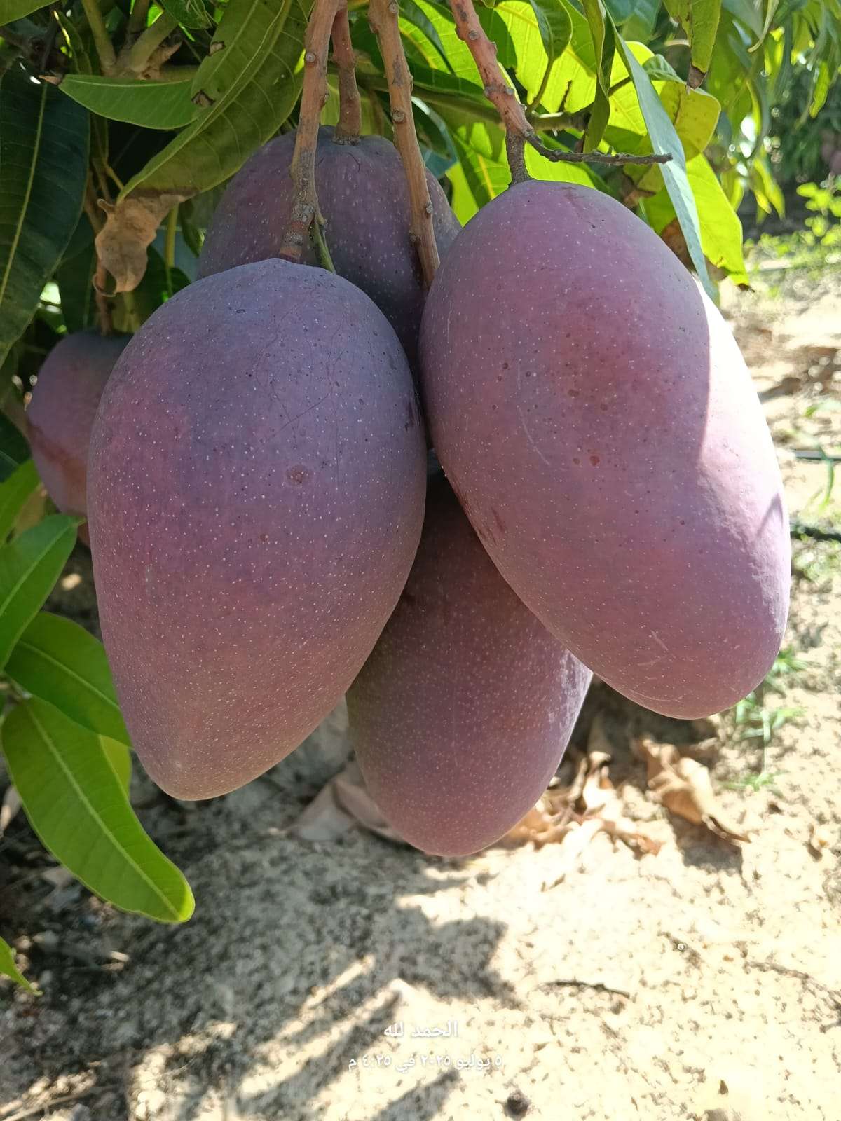 اشجار مانجو مثمرة