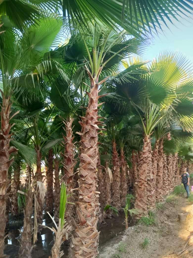 نخيل بوتشرده جميع المواصفات للبيع