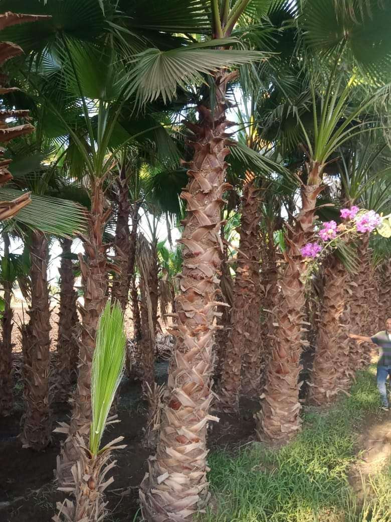 نخيل بوتشرده جميع المواصفات للبيع