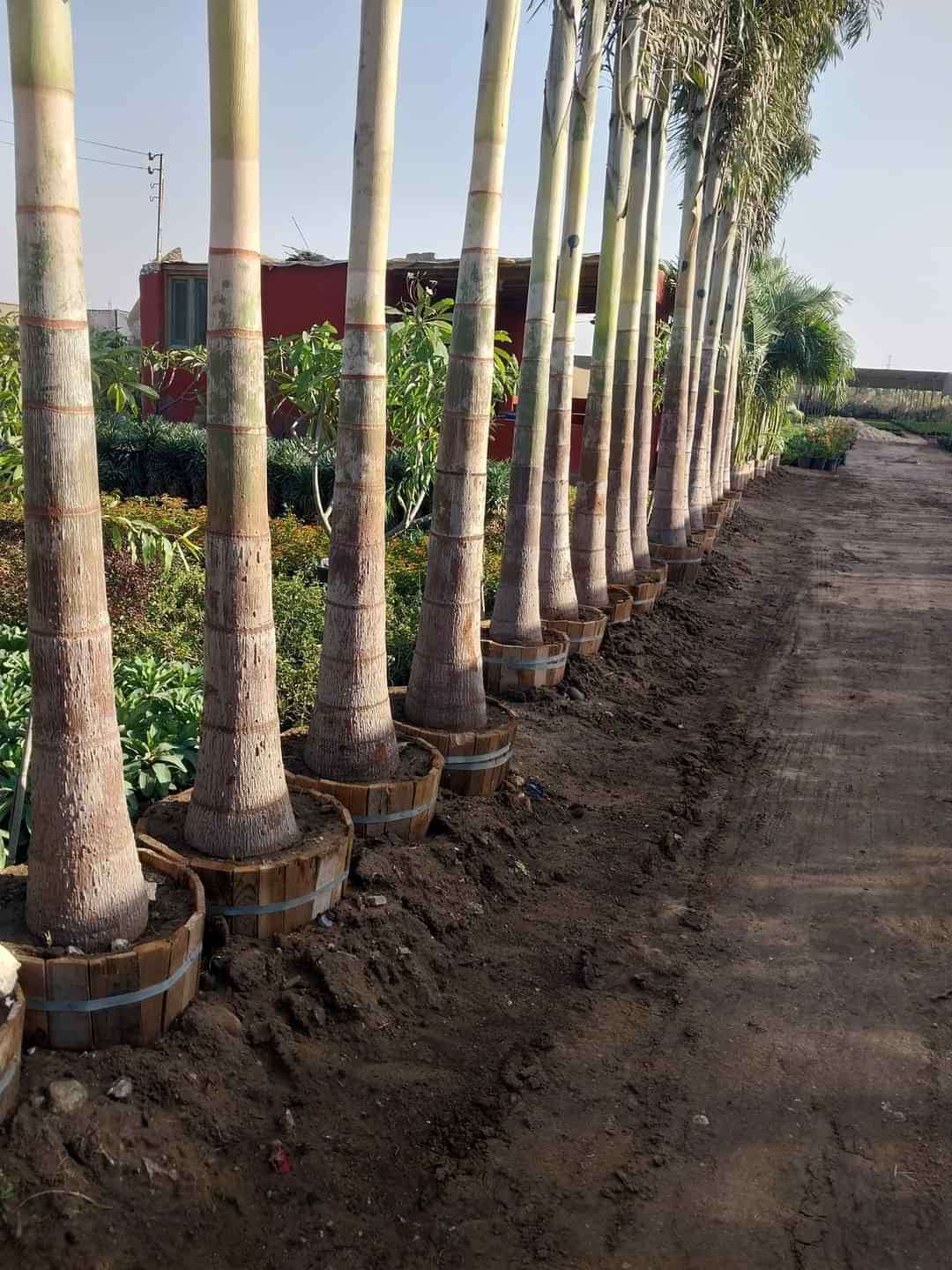 نخيل ملوكى رخامى جميع الاطوال