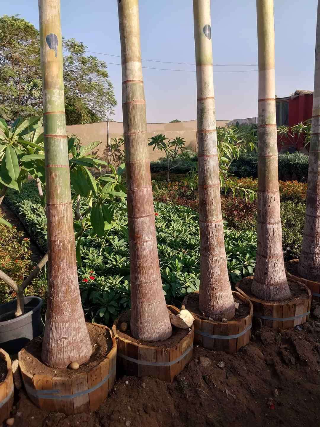 نخيل ملوكى رخامى جميع الاطوال