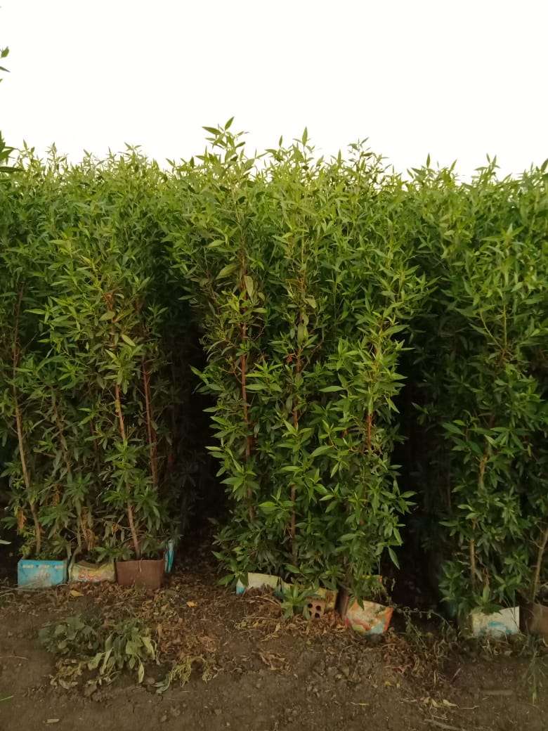 اشجار بزروميا سعودى جميع الاطوال