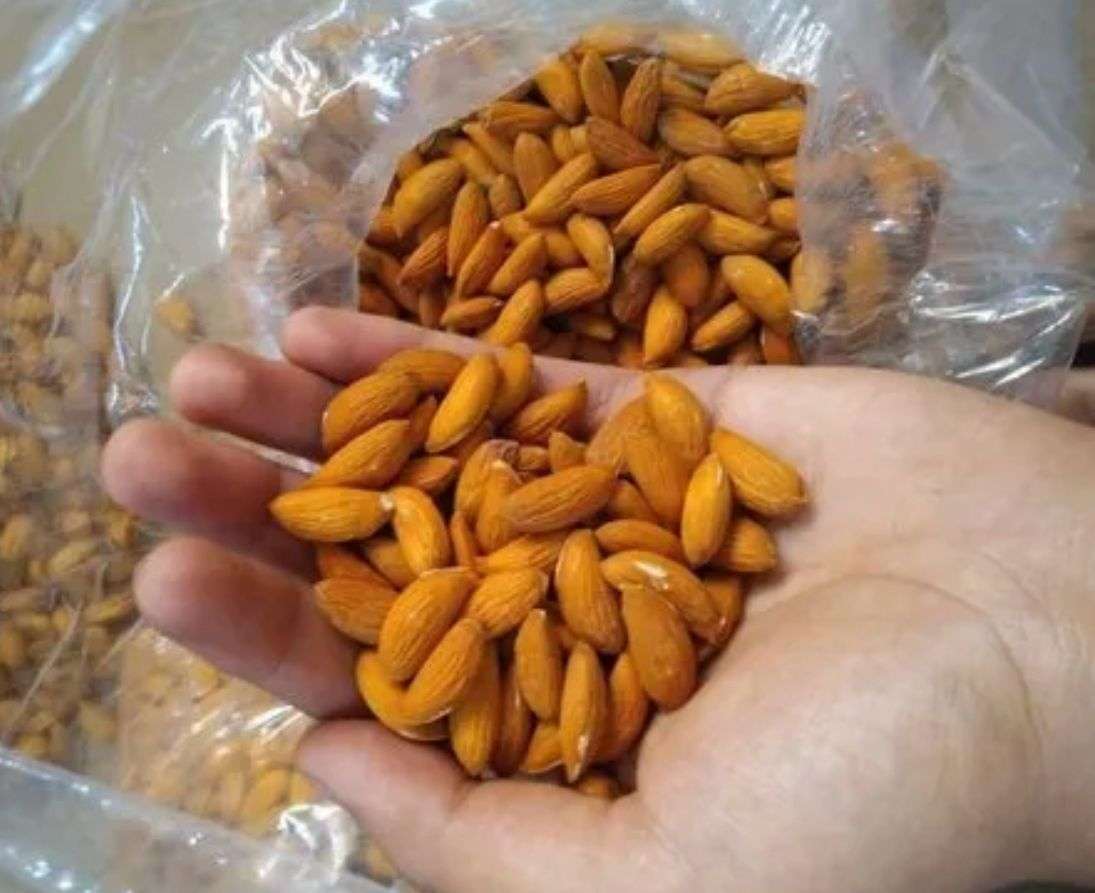 لوز