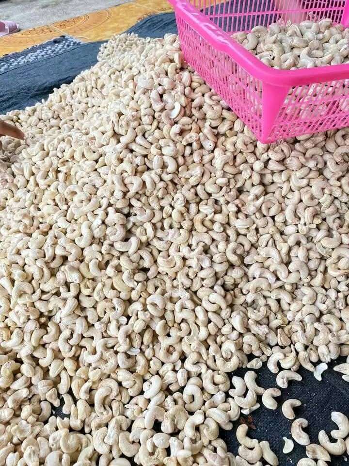 كاجو