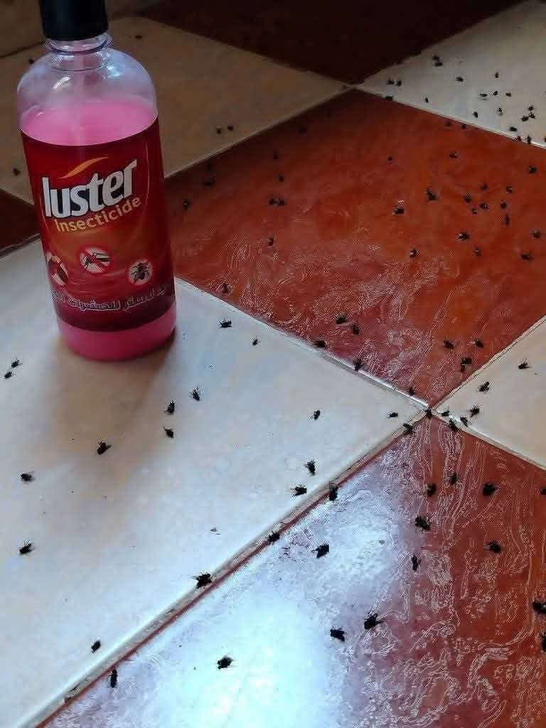 مبيد الذباب والهاموش