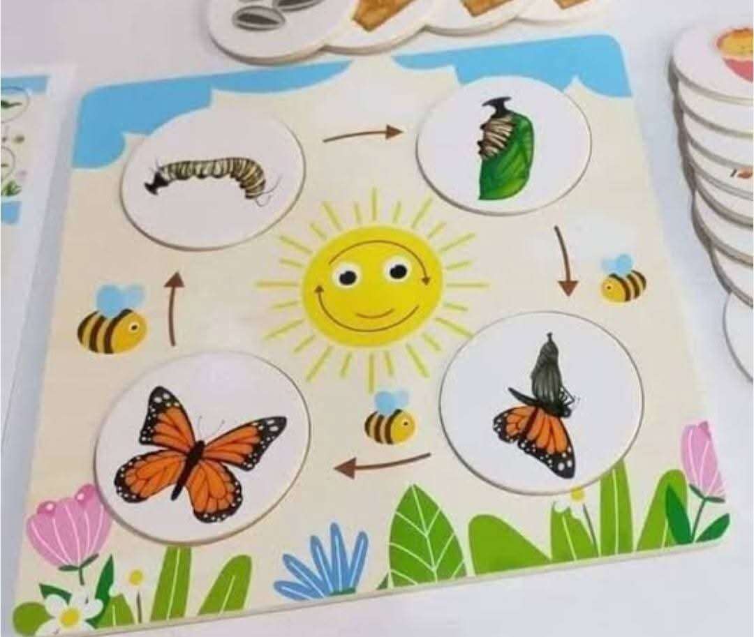 مراحل النمو