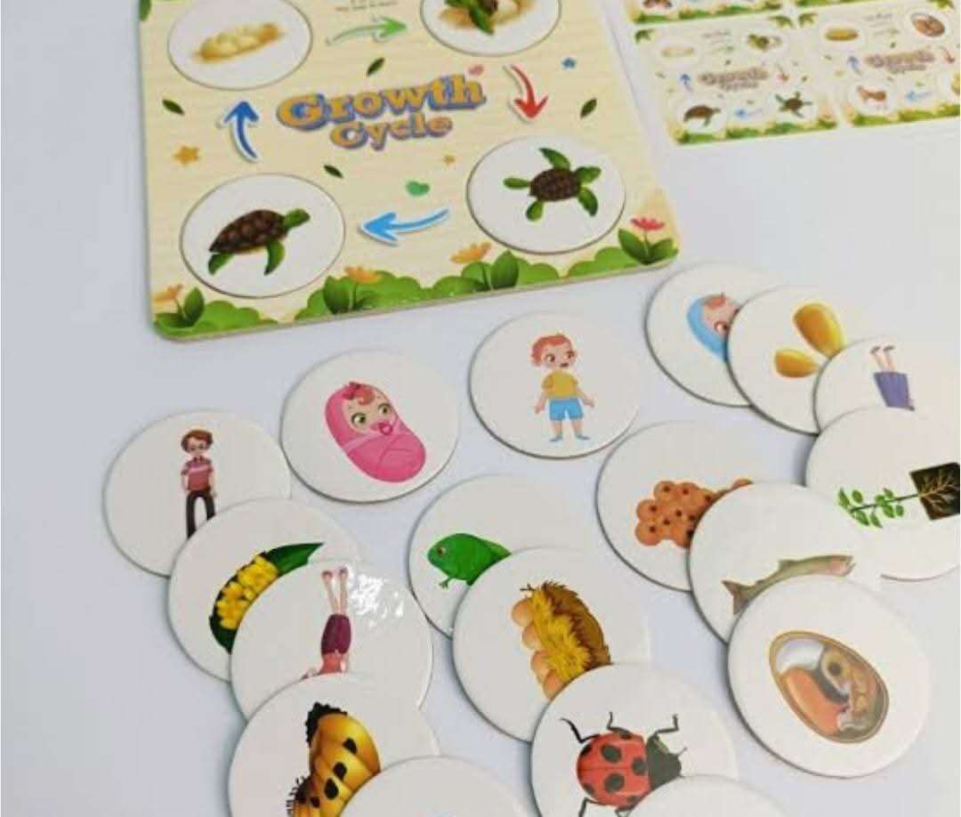 مراحل النمو