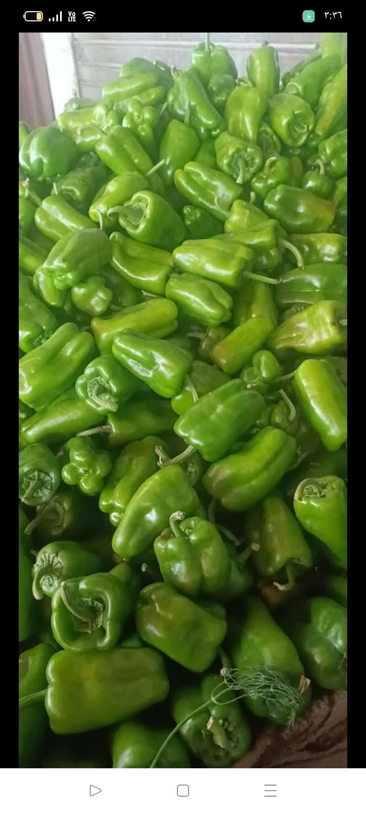 ربع فلفل كبي