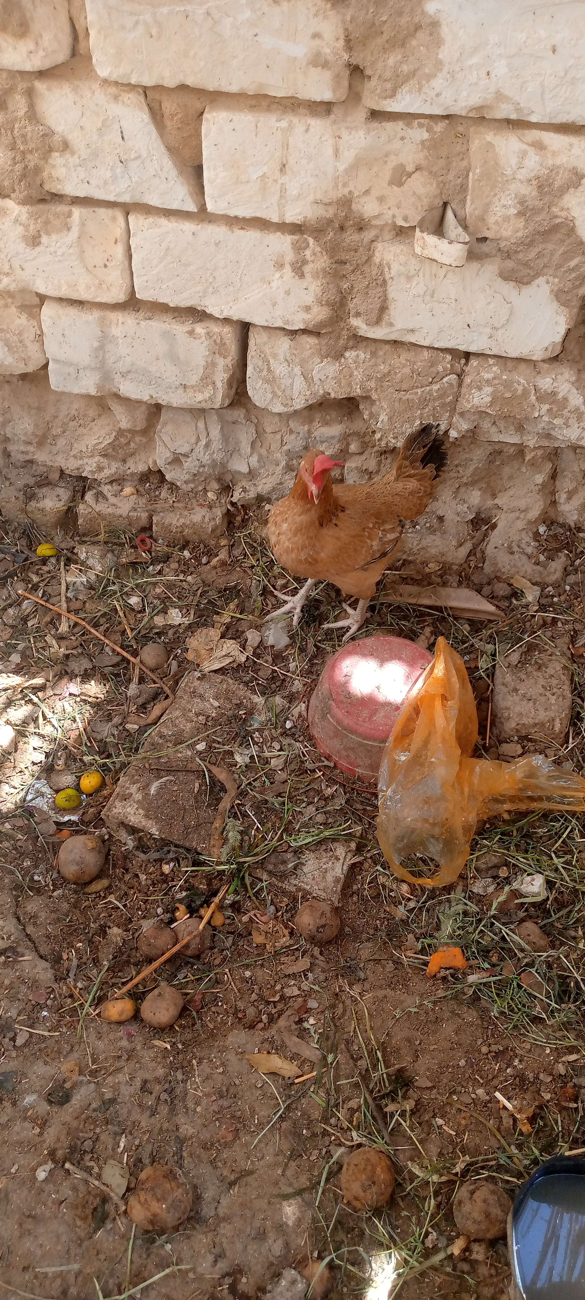 فراخ بلدة صغيره