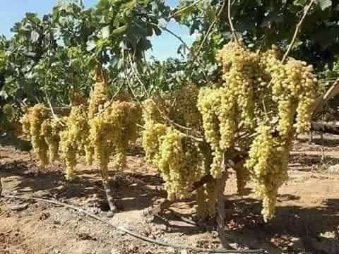 تربه زراعيه