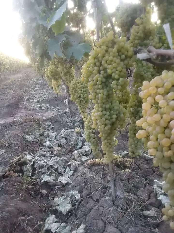 تربه زراعيه