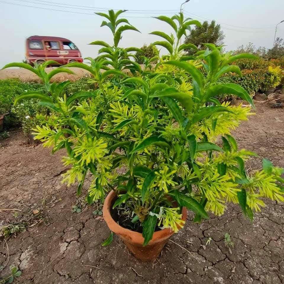 تربه زراعيه