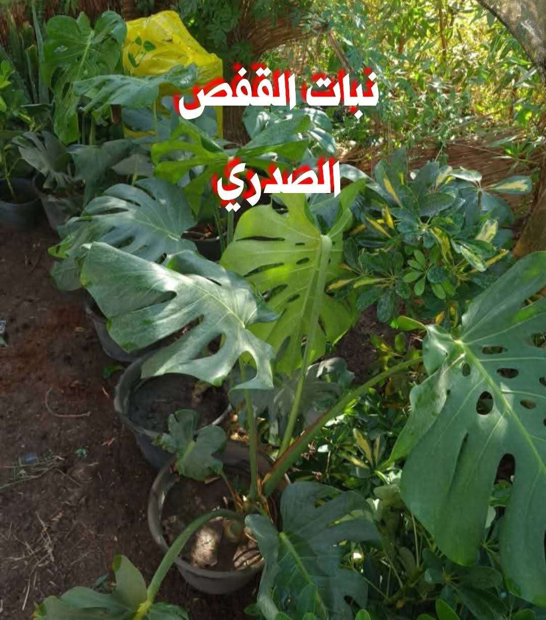 تربه زراعيه