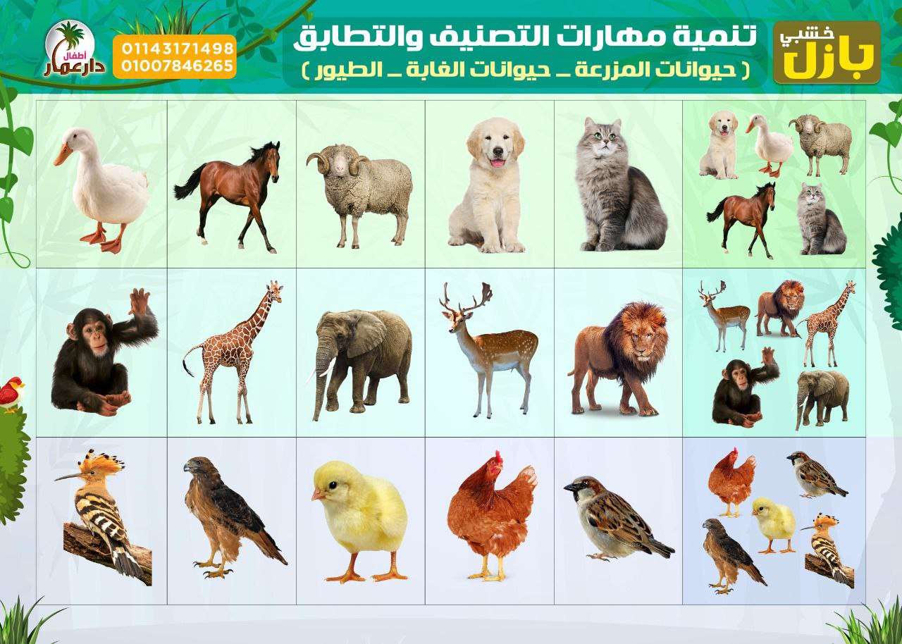 بازل تطابق وتصنيف